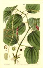 Santé par la nature, Antioxydant