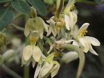 Santé par la nature, Antioxydant