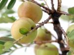 Santé par la nature, Antioxydant